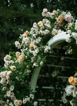 Een bloemenboog