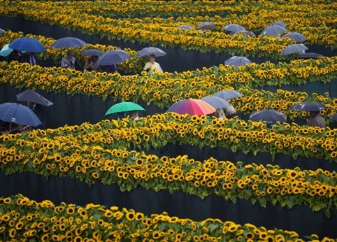 Zonnebloemen Labyrint van het Van Gogh Museum