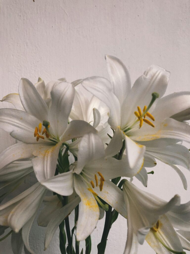 Witte lelies